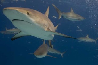 SHARK WEEK - DISCOVERY CHANNEL - CARRIBBEAN REEF SHARKS. AS SEEN ON OCEAN OF FEAR: WORST SHARK ATTACK EVER.