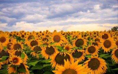 Is Summer Voice-Acting’s “Slow” Season?